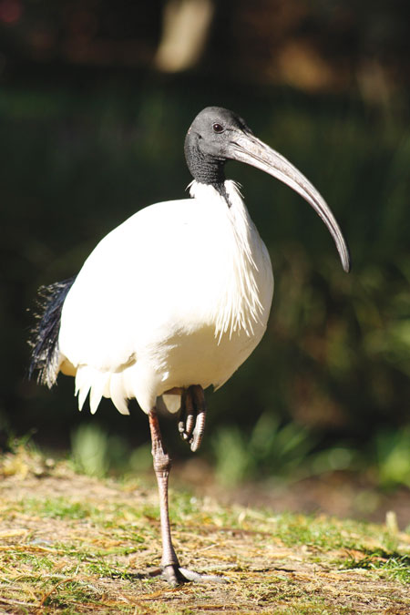 ibis