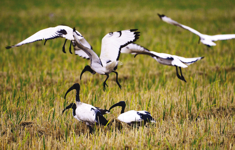 ibis